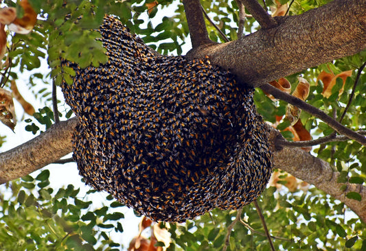 Wild forest honey